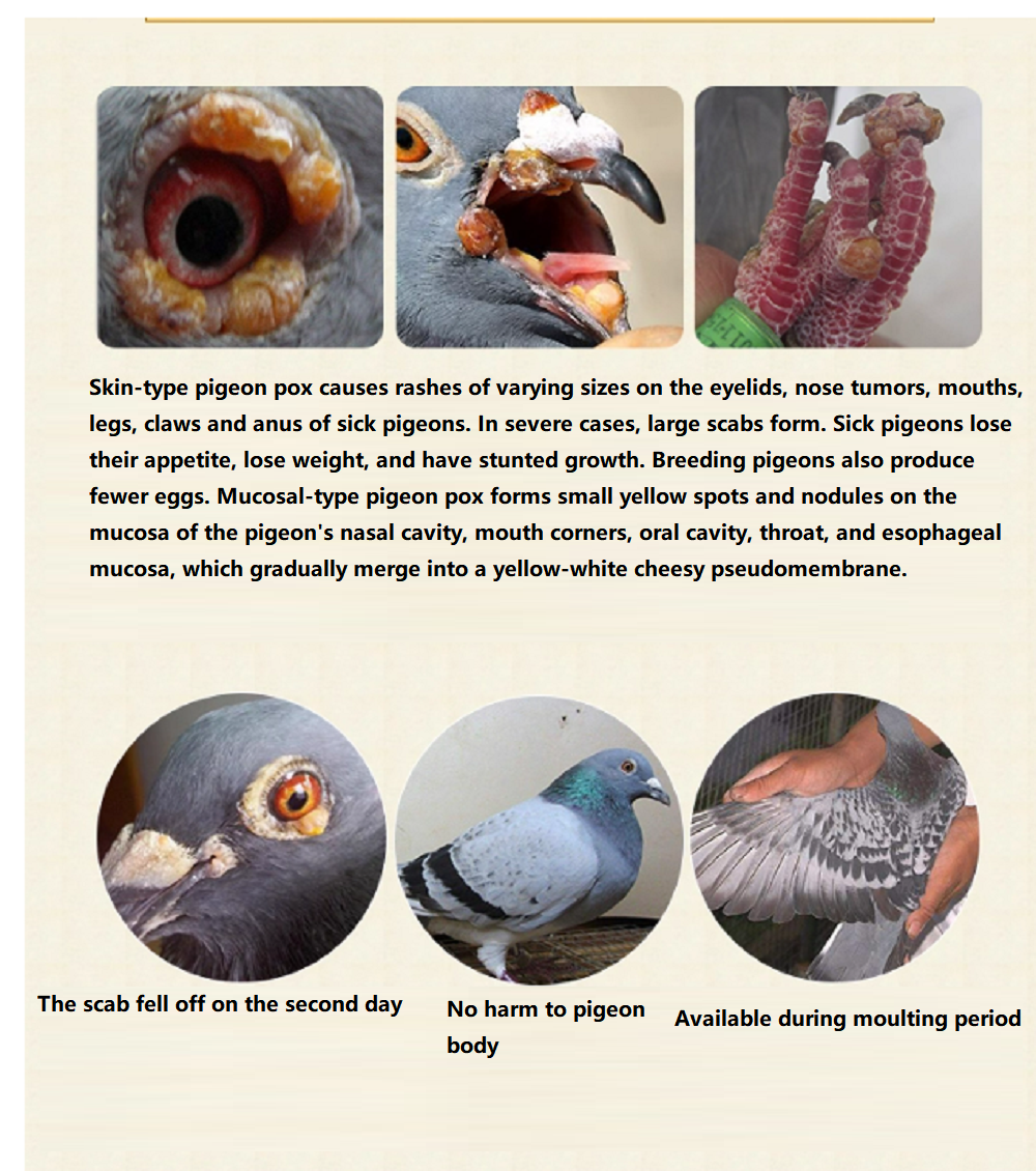 Güvercin Çiçek Çiçeği Hastalığ - Skincare Pigeon incelemesi ve fiyatı
