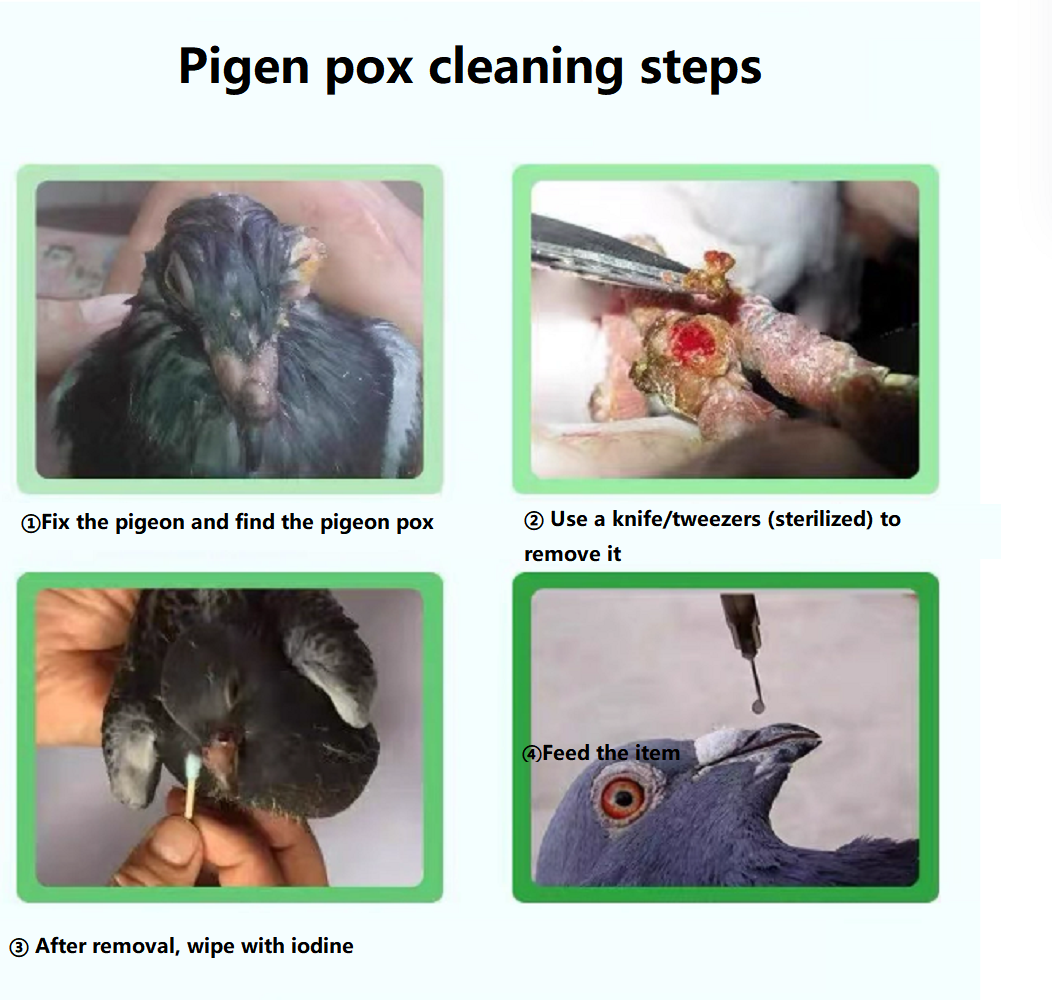 Güvercin Çiçek Çiçeği Hastalığ - Skincare Pigeon incelemesi ve fiyatı